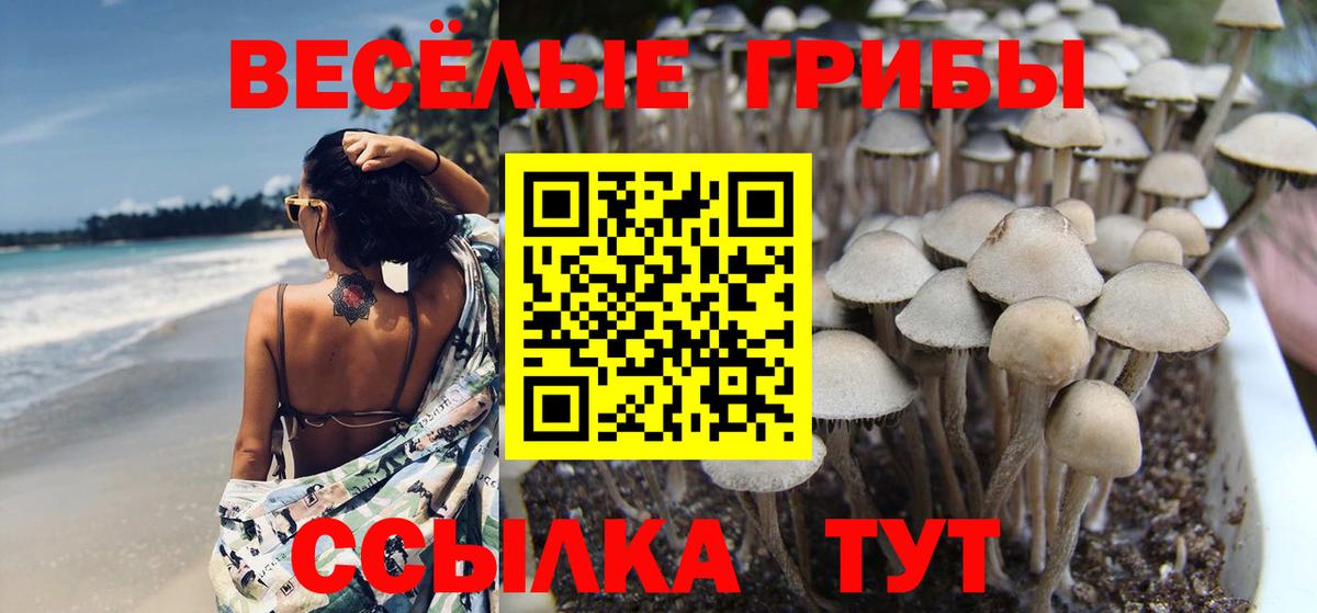 Псилоцибиновые грибы Psilocybine cubensis Кыштым